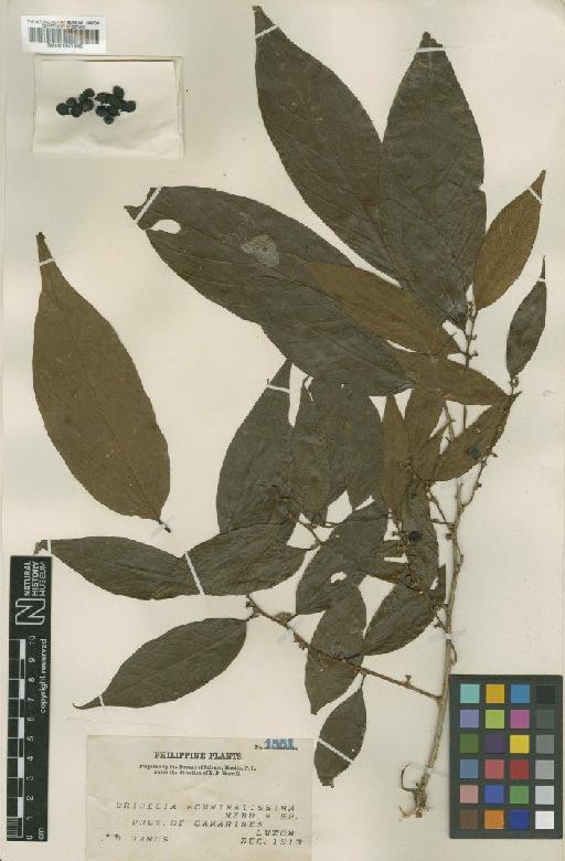 Bridelia acuminatissima Merr. - BM000951445