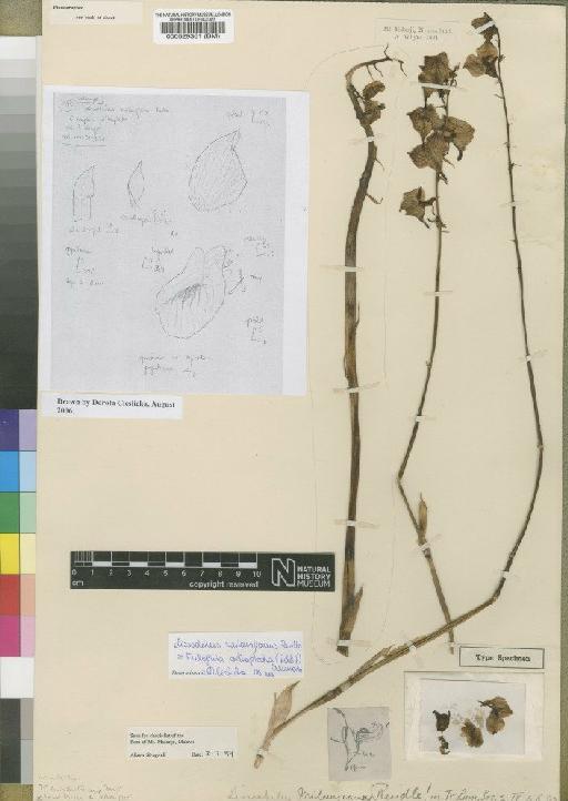 Eulophia orthoplectra var. orthoplectra (Rchb.f.) Summerh. - BM000529361