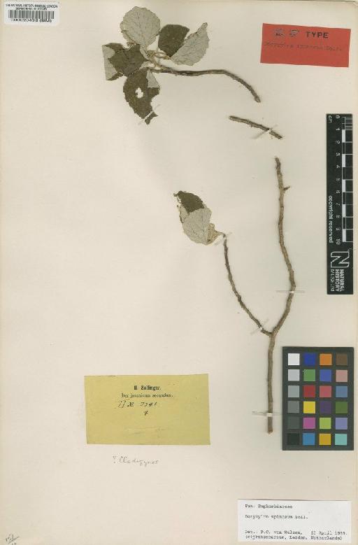 Doryxylon spinosum Zoll. - BM000020438