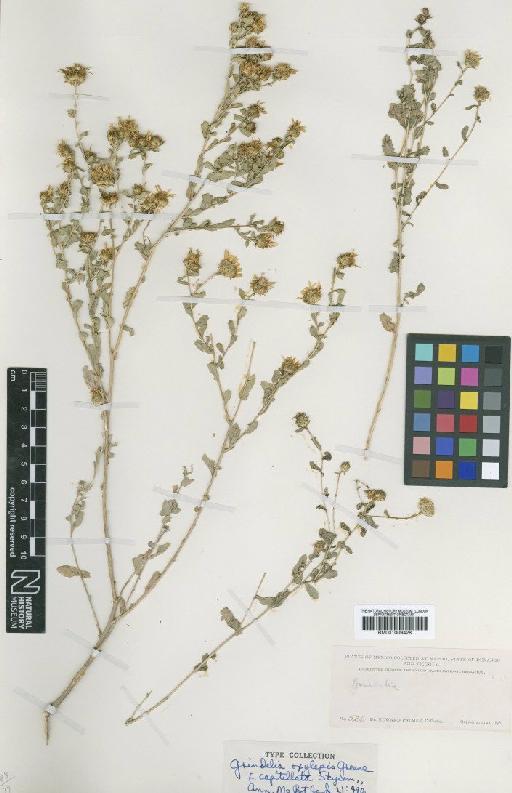 Grindelia oxylepis f. capitellata Steyerm. - BM001009428