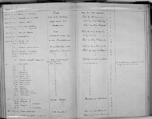 Donacilla nitida - Zoology Accessions Register: Mollusca: 1911 - 1924: page 121