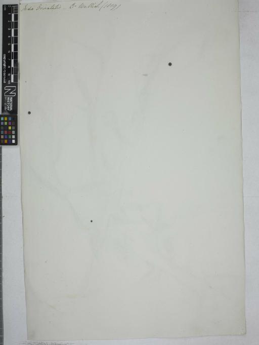 Oplismenus compositus (L.) P.Beauv. - 012547803_BACK