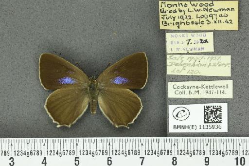 Neozephyrus quercus ab. obsoleta Tutt, 1907 - BMNHE_1135936_94060