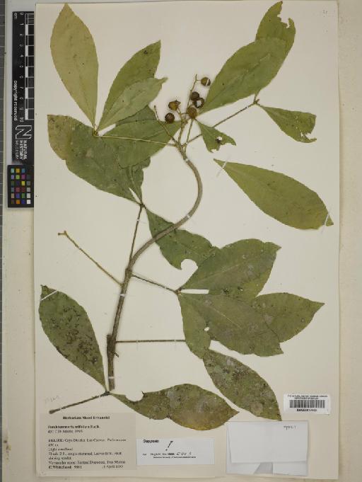 Forchhammeria trifoliata Radlk. - BM000812480