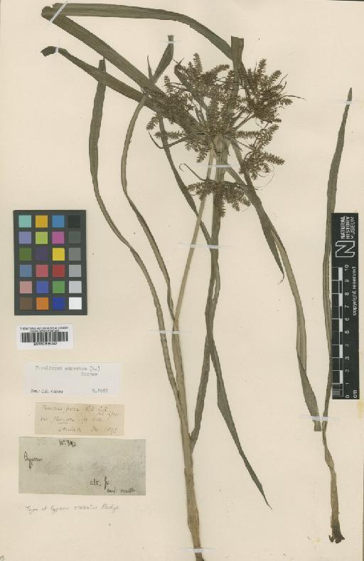 Torulinium odoratum (L.) S.S.Hooper - BM000938347