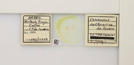 Cerococcus catenarius de Fonseca, 1957 - 014245277_95168_1097759_157792_Type