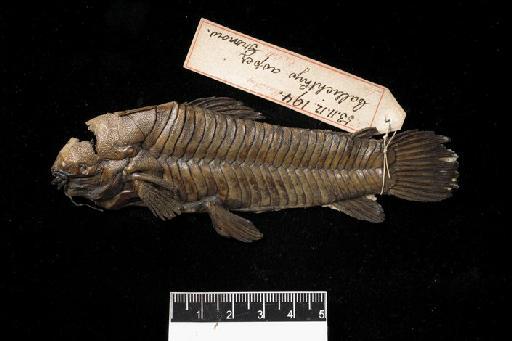 Callichthys loricatus Gronow in Gray, 1854 - BMNH 1853.11.12.194 Callichthys loricatus