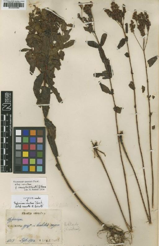 Hypericum erectum Thunb. - BM000946462