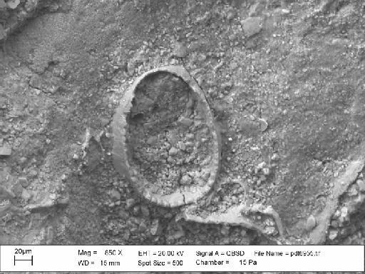 Iyarispora chiass Martha et al., 2019 - PI D 59363 – aff. Wawalia