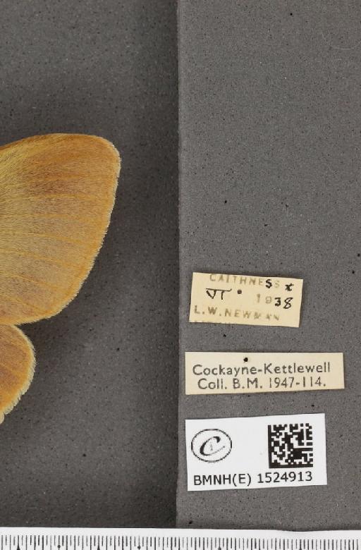 Lasiocampa quercus quercus ab. olivaceo-fasciata Cockerell, 1889 - BMNHE_1524913_label_193706