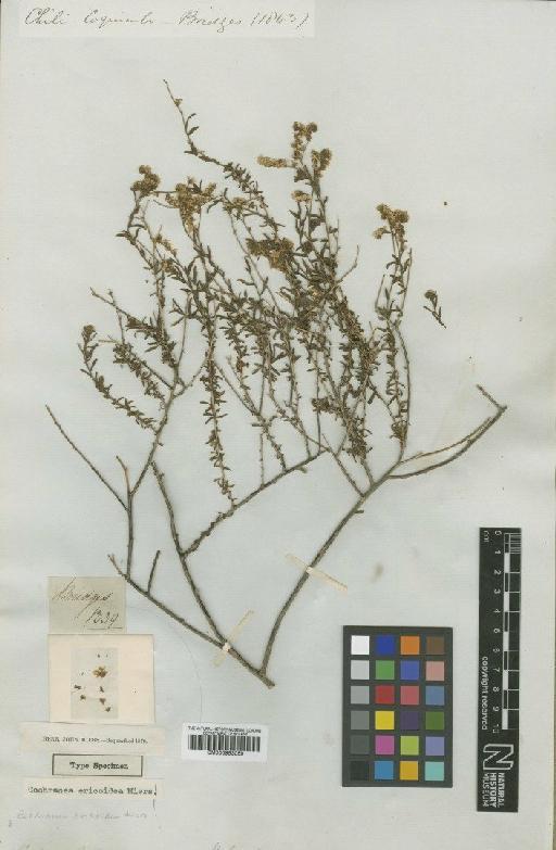 Heliotropium chenopodiaceum var. ericoideum (Miers) Reiche - BM000953059