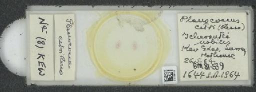 Planococcus citri Risso, 1813 - 010139192_117334_1101300