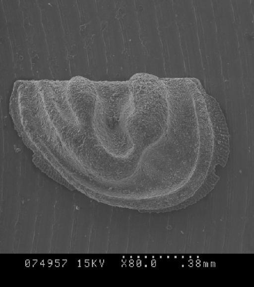 Iran_Silurian_ostracods_cgmh1180