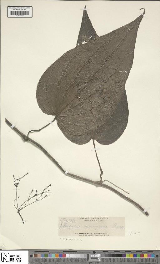 Stenomeris dioscoreifolia Planch. - BM001190895