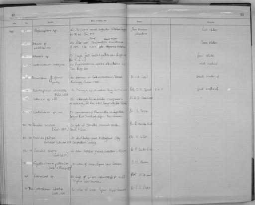 Cyathostomum labratum Looss, 1900 - Zoology Accessions Register: Aschelminth N4: 1977 - 1989: page 42