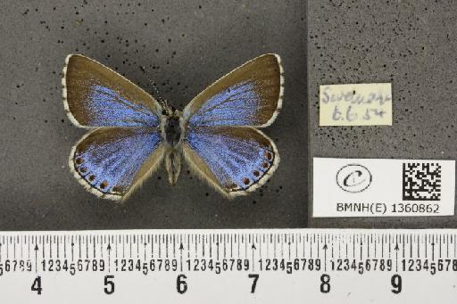 Lysandra bellargus ab. pallida Austin, 1890 - BMNHE_1360862_181618