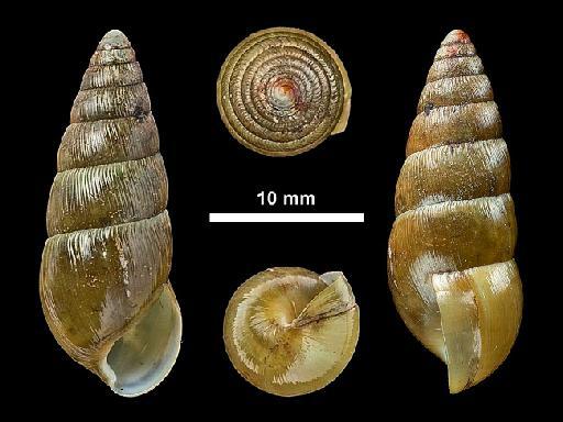 Glessula canarica subterclass Tectipleura Beddome, 1906 - 1906.11.24.9, SYNTYPE, Glessula canarica,