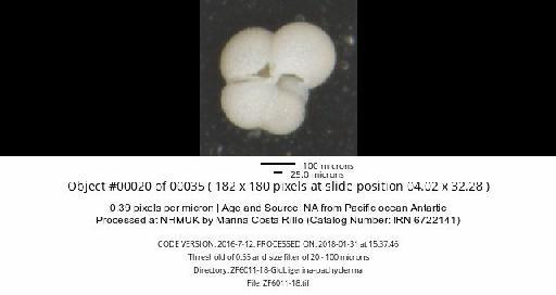 Neogloboquadrina pachyderma (Ehrenberg) - ZF6011-18-Globigerina-pachyderma_obj00020_plane000.jpg