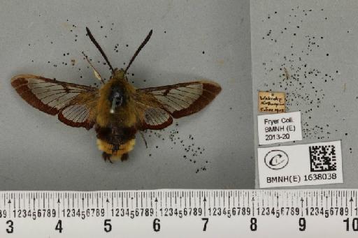 Hemaris fuciformis (Linnaeus, 1758) - BMNHE_1638038_205878