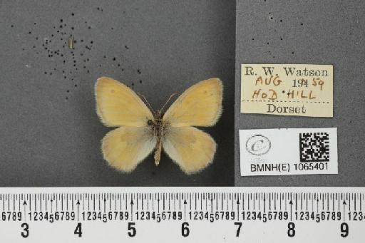 Coenonympha pamphilus ab. pallida Tutt, 1896 - BMNHE_1065401_26634