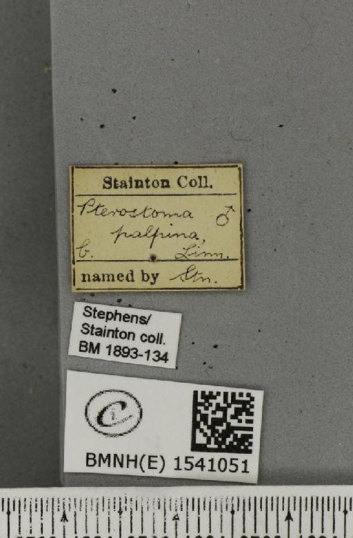 Pterostoma palpina palpina (Clerck, 1759) - BMNHE_1541051_label_246676