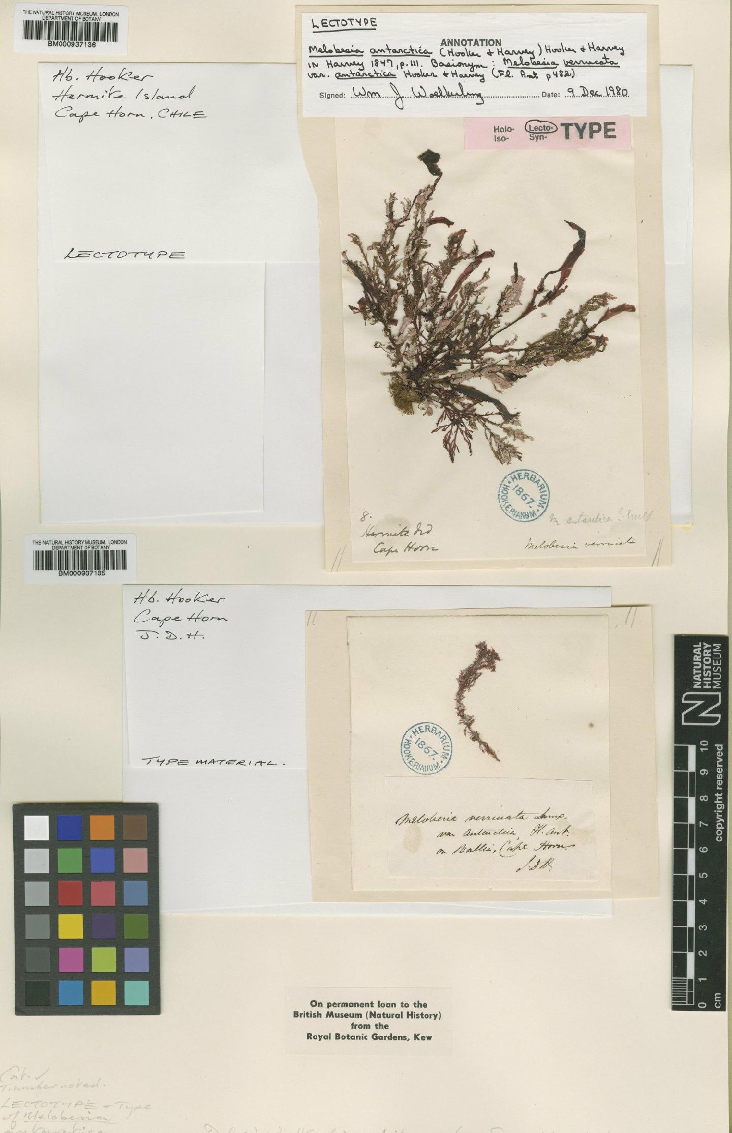 To NHMUK collection (Synarthrophyton patena (Hook.f. & Harv.) R.A.Towns.; Lectotype; NHMUK:ecatalogue:467009)