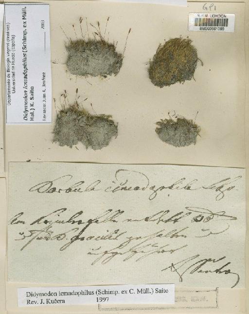 Didymodon icmadophila (Schimp. ex Müll.Hal.) K.Saito - BM000661390