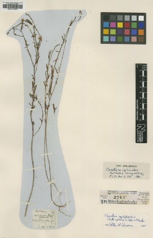 Clarkia epilobioides (Nutt. ex Torr. & A.Gray) A.Nelson & J.F.Macbr. - BM001024297