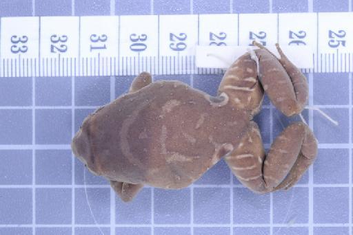 Plethodontohyla ocellata Noble and Parker,  1926 - Image of specimen 1947.2.10.52