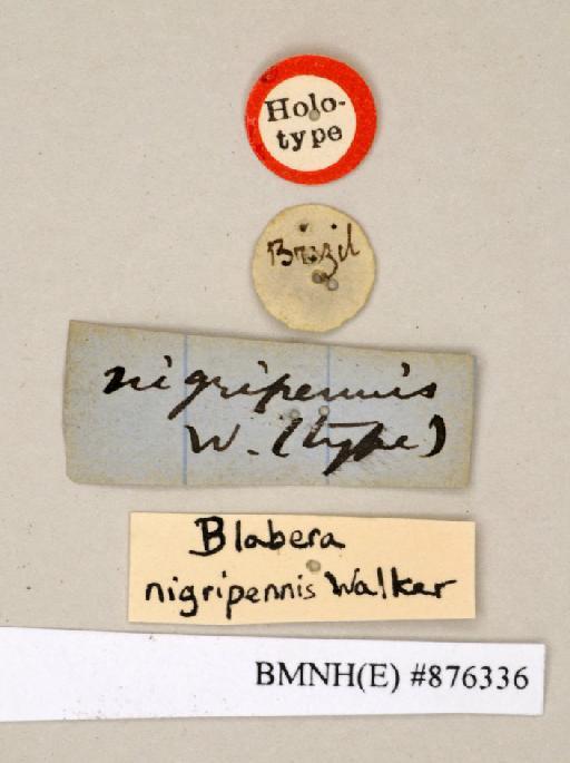 Blabera nigripennis Walker, 1868 - Blabera nigripennis Walker, F, 1868, male, holotype, labels. Photographer: Edward Baker. BMNH(E)#876336