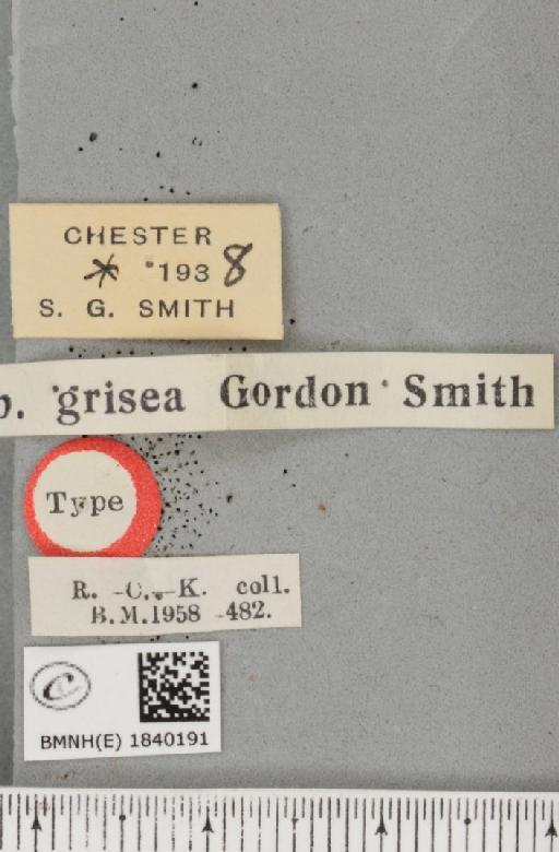 Biston betularia ab. grisea Smith, 1954 - BMNHE_1840191_label_413188