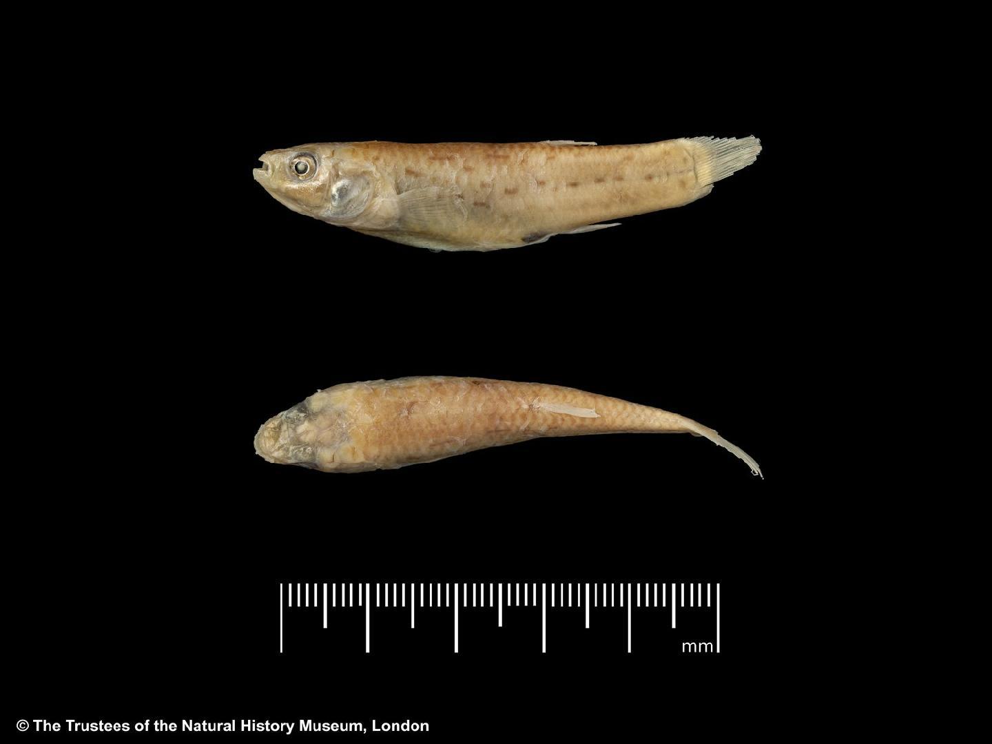 Jenynsia maculata
