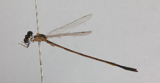 Agriocnemis maclachlani Selys, 1877 - 011253644_Agriocnemis_machlachlani_LT_lateral