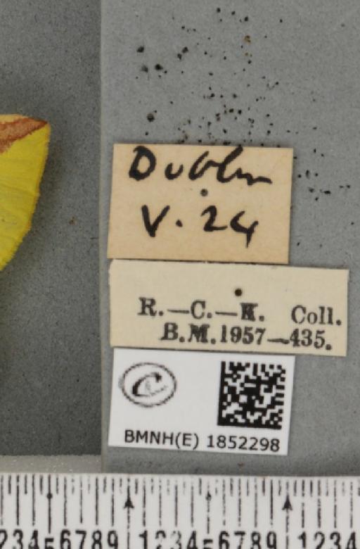 Opisthograptis luteolata (Linnaeus, 1758) - BMNHE_1852298_label_427685