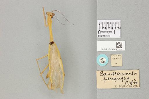 Camelomantis penangica Giglio-Tos, 1917 - 012496341_118066_82203