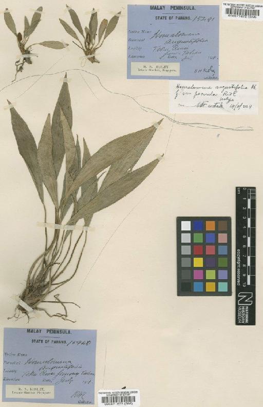 Homalomena angustifolia (Jack) Hook.f. - BM000571673