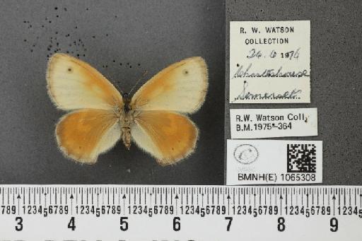 Coenonympha pamphilus ab. transformis Leeds, 1950 - BMNHE_1065308_26713