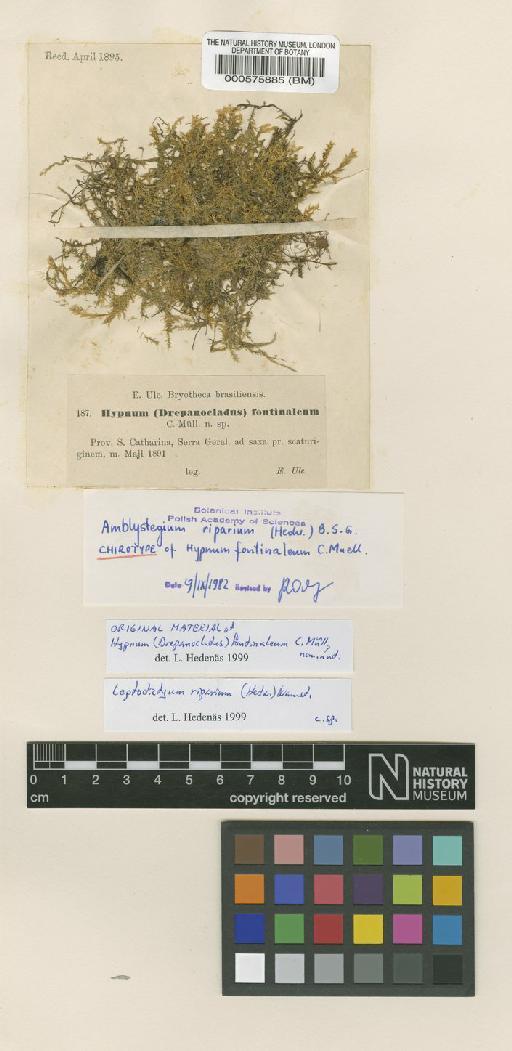 Leptodictyum riparium (Hedw.) Warnst. - BM000575885_a