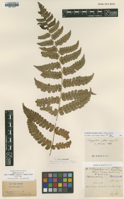 Dryopteris bonatiana (Brause) Fraser-Jenk. - BM001066069
