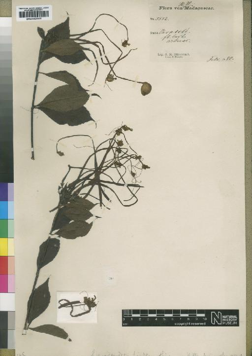 Clerodendrum incisum Klotzsch - BM000923603