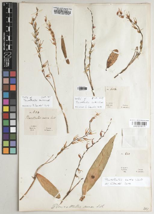 Pleurothallis aurea Lindl. - BM001234123