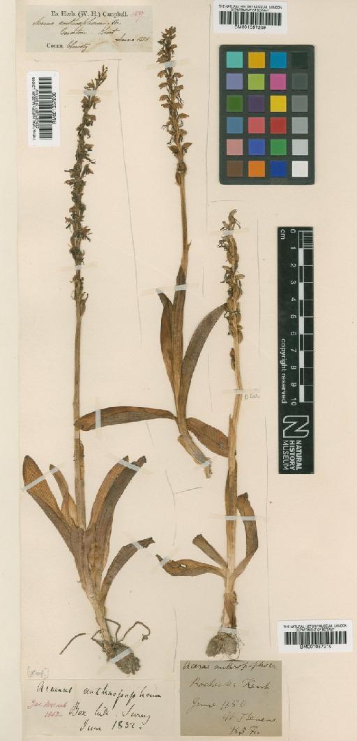 Orchis anthropophora (L.) All. - BM001057209.tif