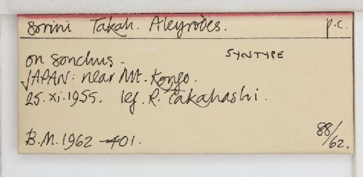 Aleyrodes sorini Takahashi, 1958 - 013479945_additional