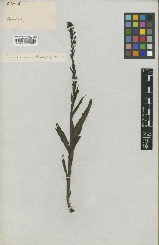 Habenaria gollmeri Schltr. - BM000032627