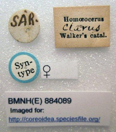 Homoeocerus clarus Walker, 1871 - Homoeocerus clarus-BMNH(E)884089-Syntype female labels