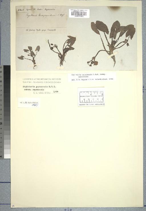 Sagittaria guyanensis Kunth - Spruce - BM000777873