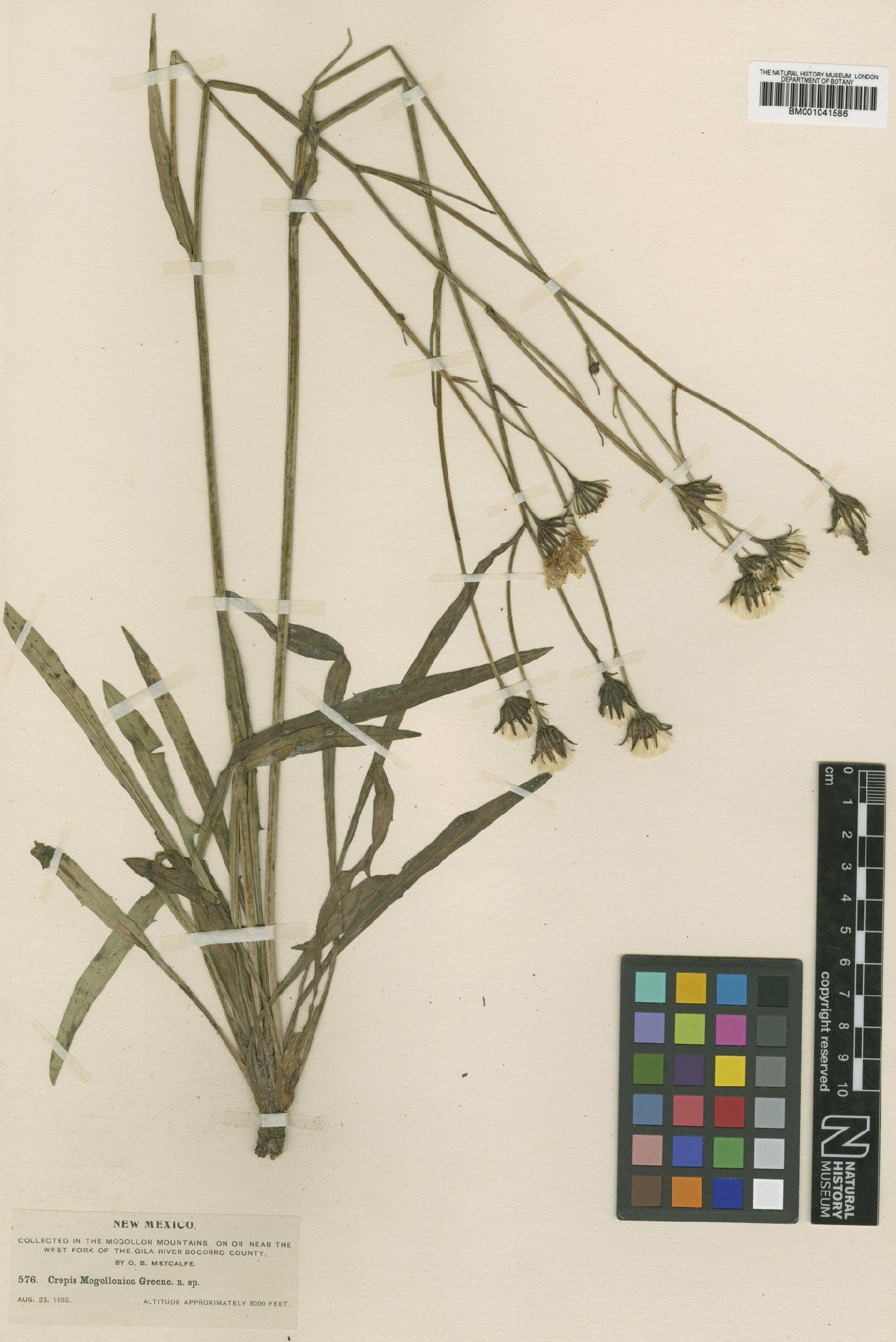 To NHMUK collection (Crepis runcinata subsp. barberi (Greenm.) Babc. & Stebbins; Type; NHMUK:ecatalogue:1161690)