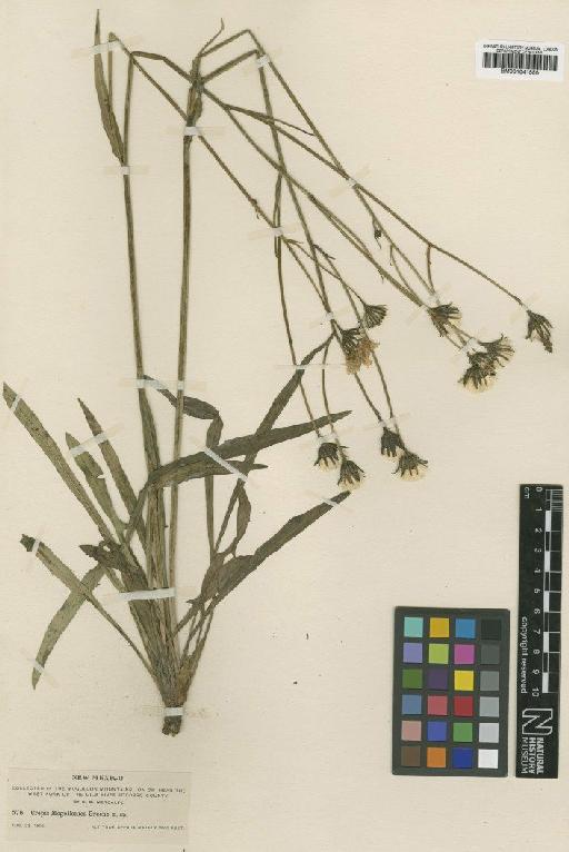 Crepis runcinata subsp. barberi (Greenm.) Babc. & Stebbins - BM001041586