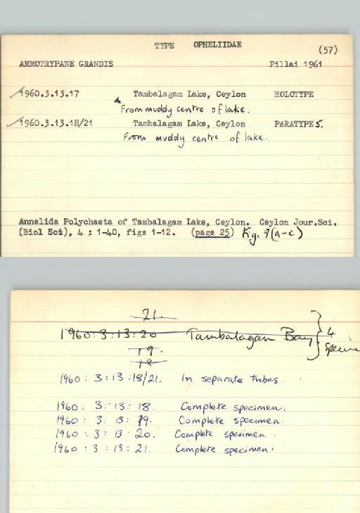 Ammotrypane grandis Pillai, 1961 - Poychaeta_Type_0030-combined