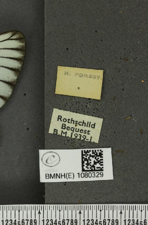 Aporia crataegi (Linnaeus, 1758) - BMNHE_1080329_label_69887